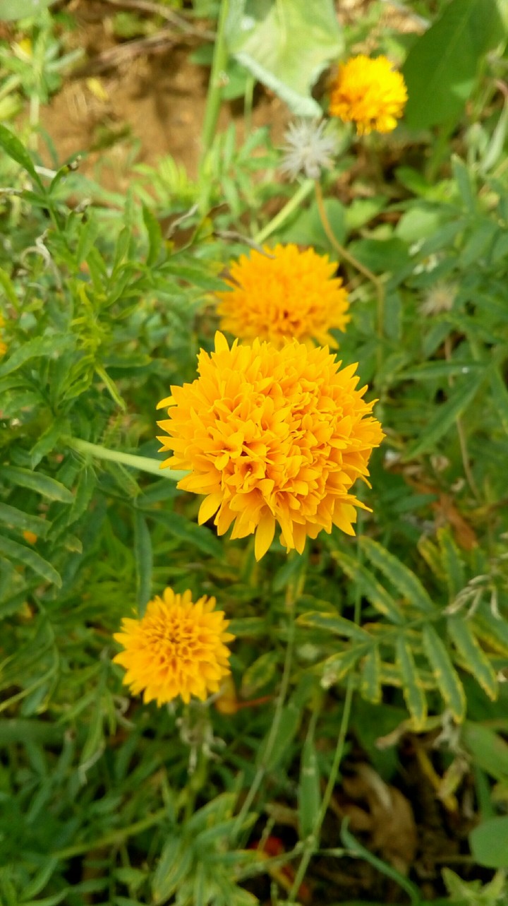 yellow