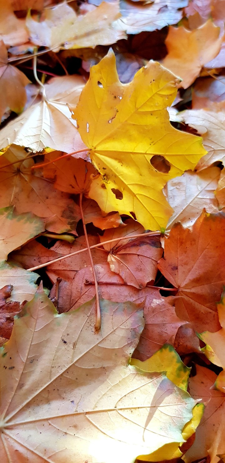 Polish gold autumn