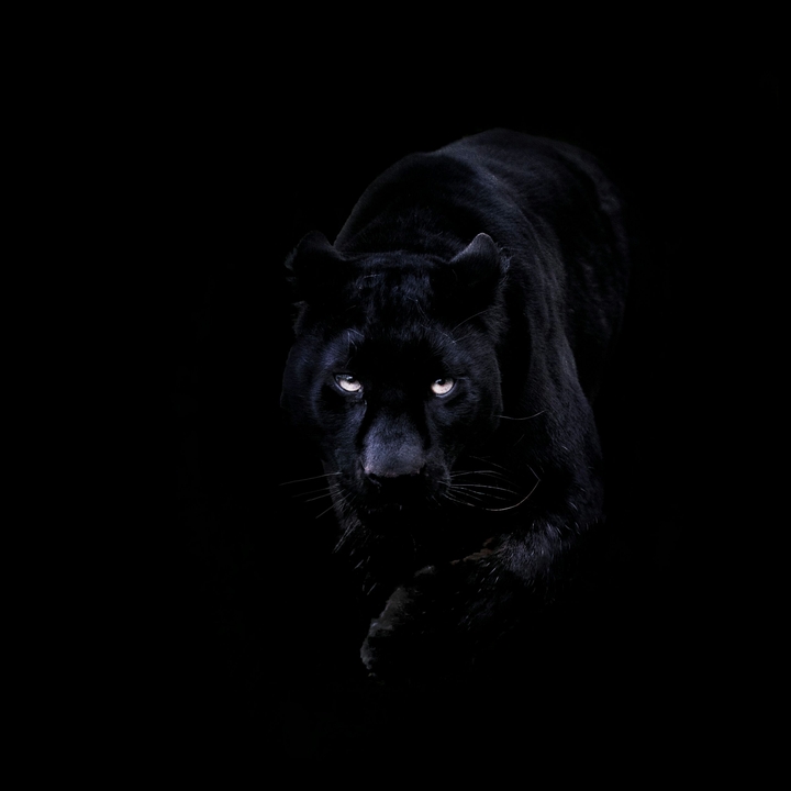 Black Panther
