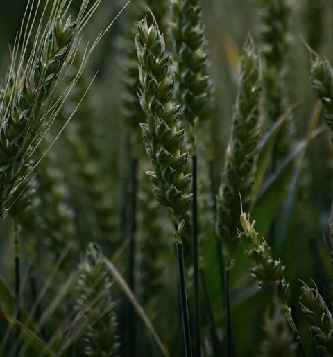 agriculture, Close-up वॉलपेपर