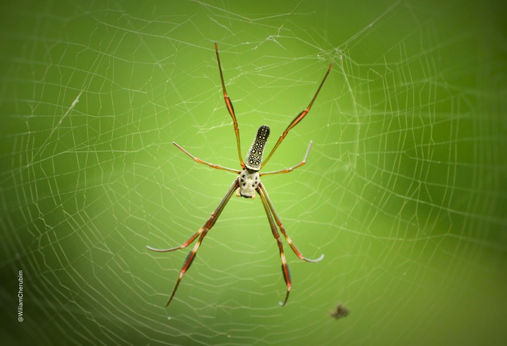 Spider