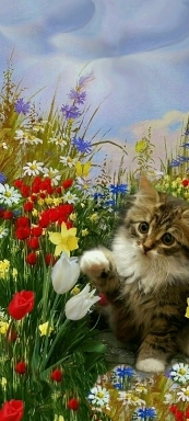 Котята.