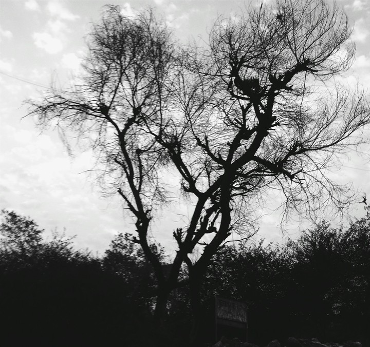this monochrome tree