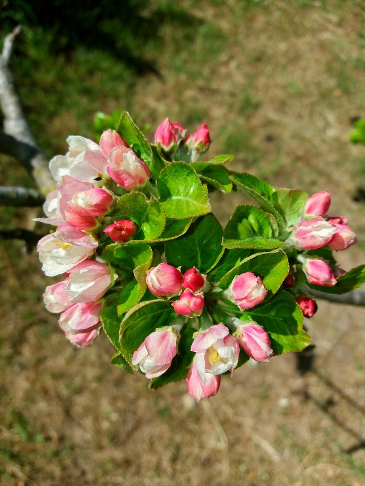 Fiori di pesco