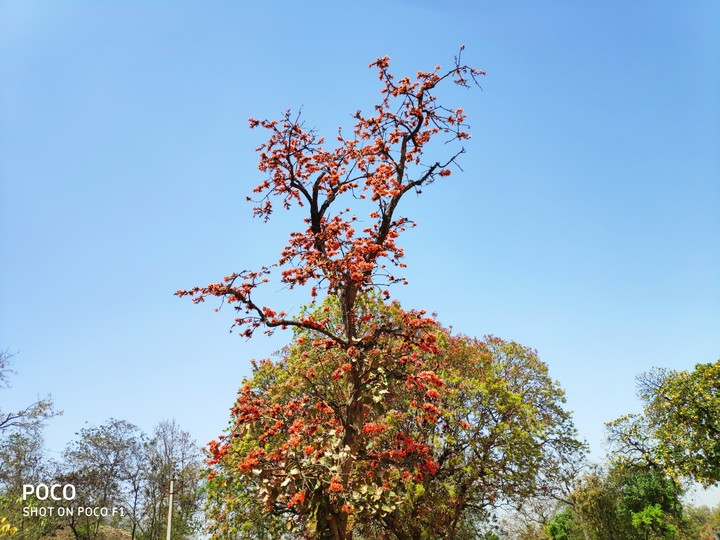 Butea monosperma