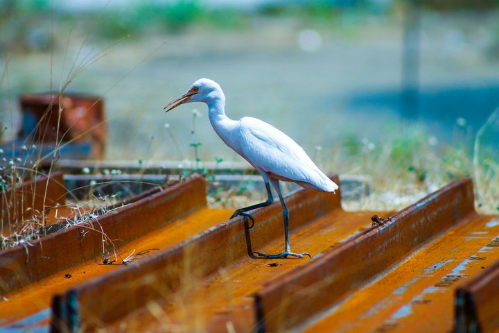 bird