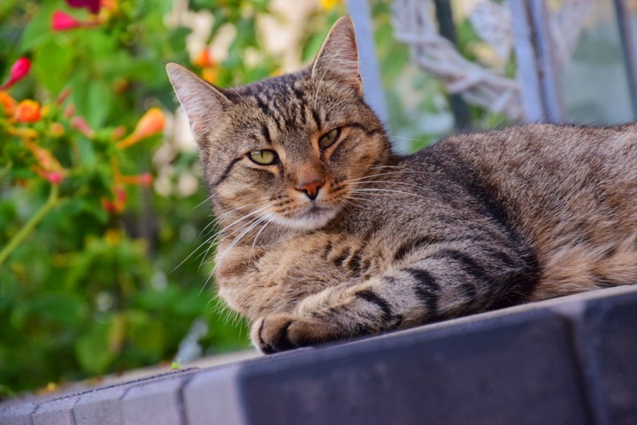 Cool cat