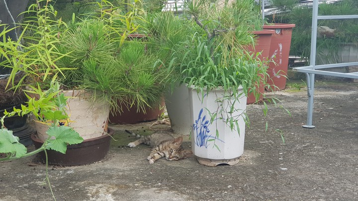 cat