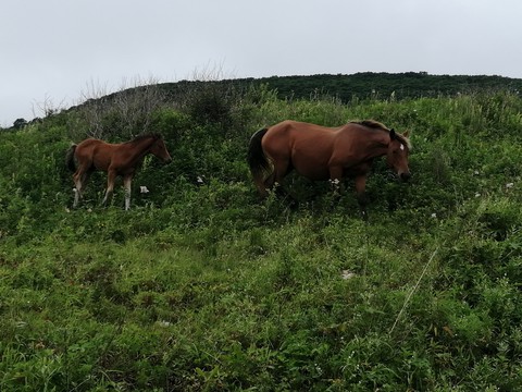 Horses of Vladivostok