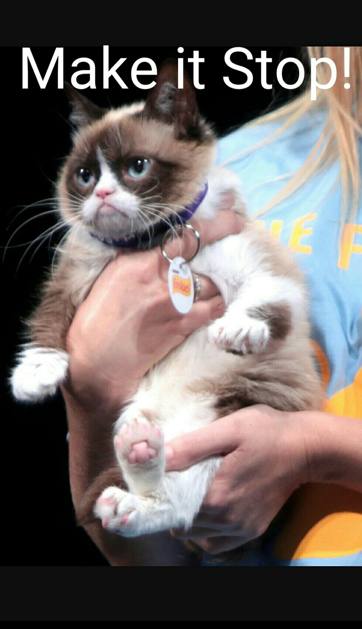 Grumpy Cat