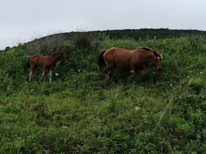 Horses of Vladivostok