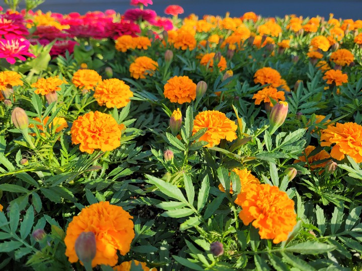 flowers
