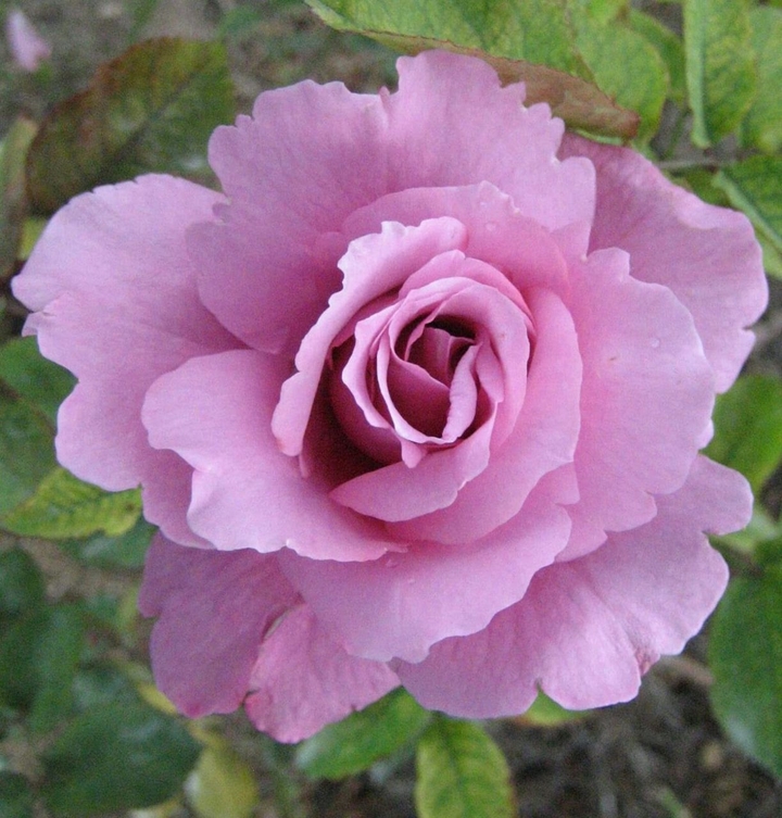 flor