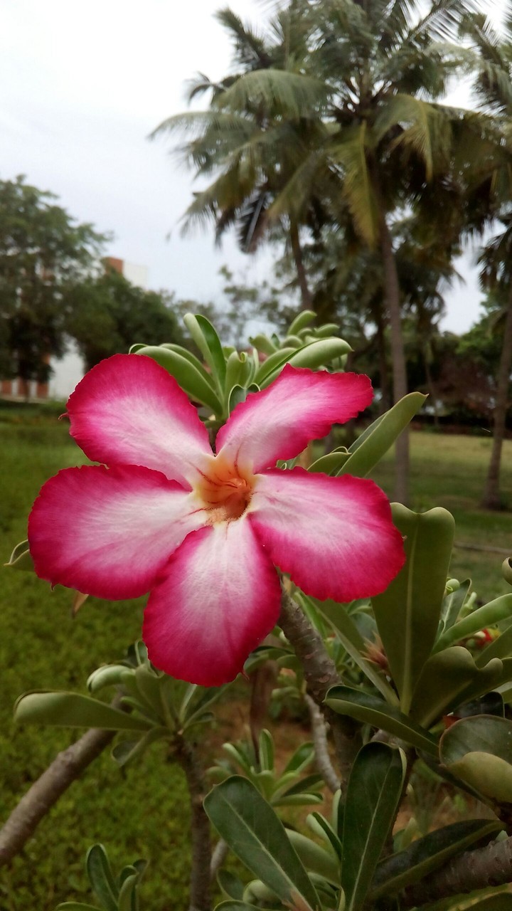 flower