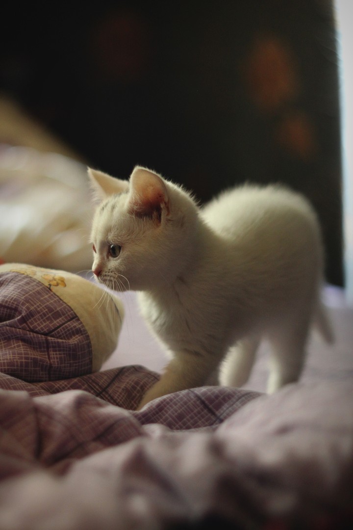 Kitty
