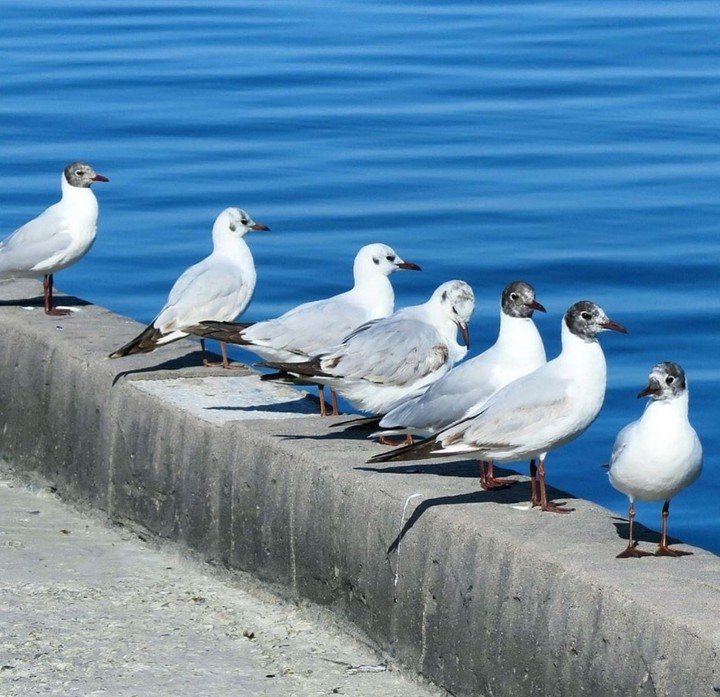 Birds ...