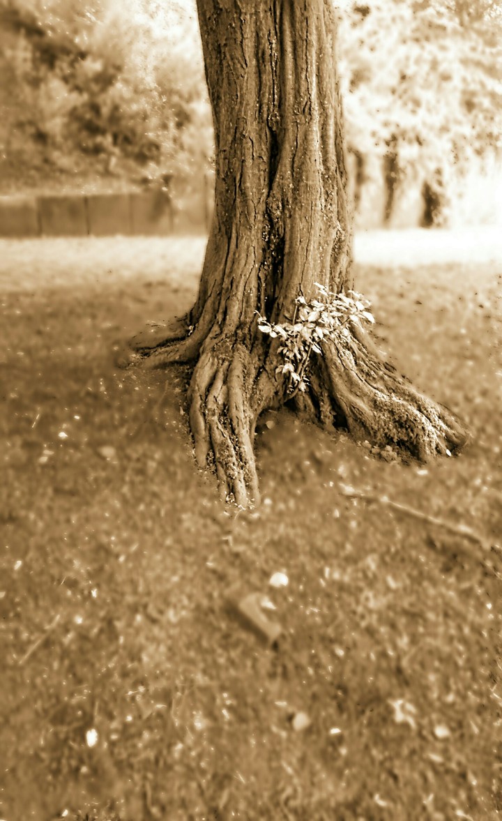 ~dream~
