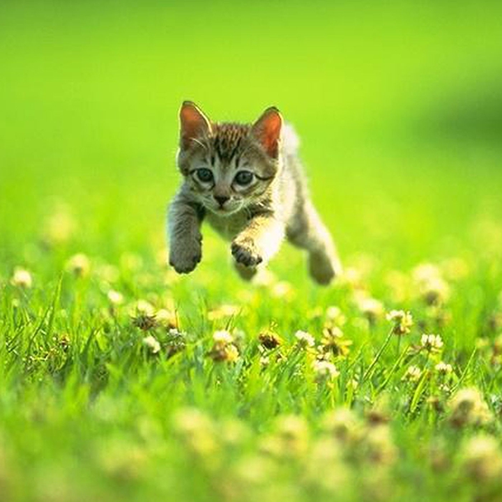 ♡ kitten's