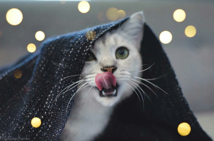 kitten
