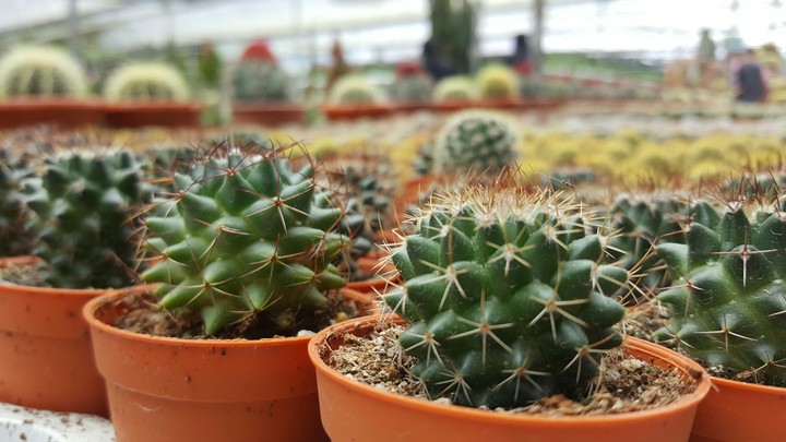 Mini Cactuses