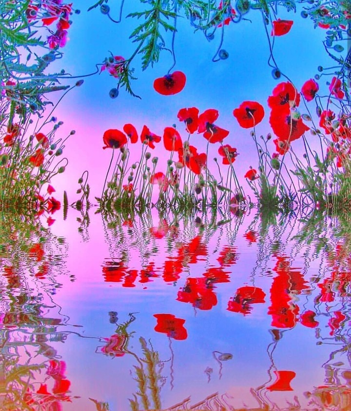 reflection