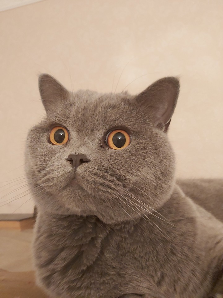Shock