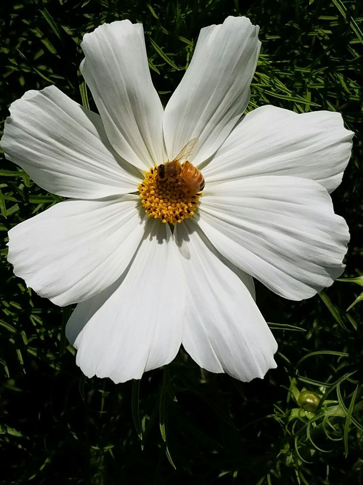 the bee is busy