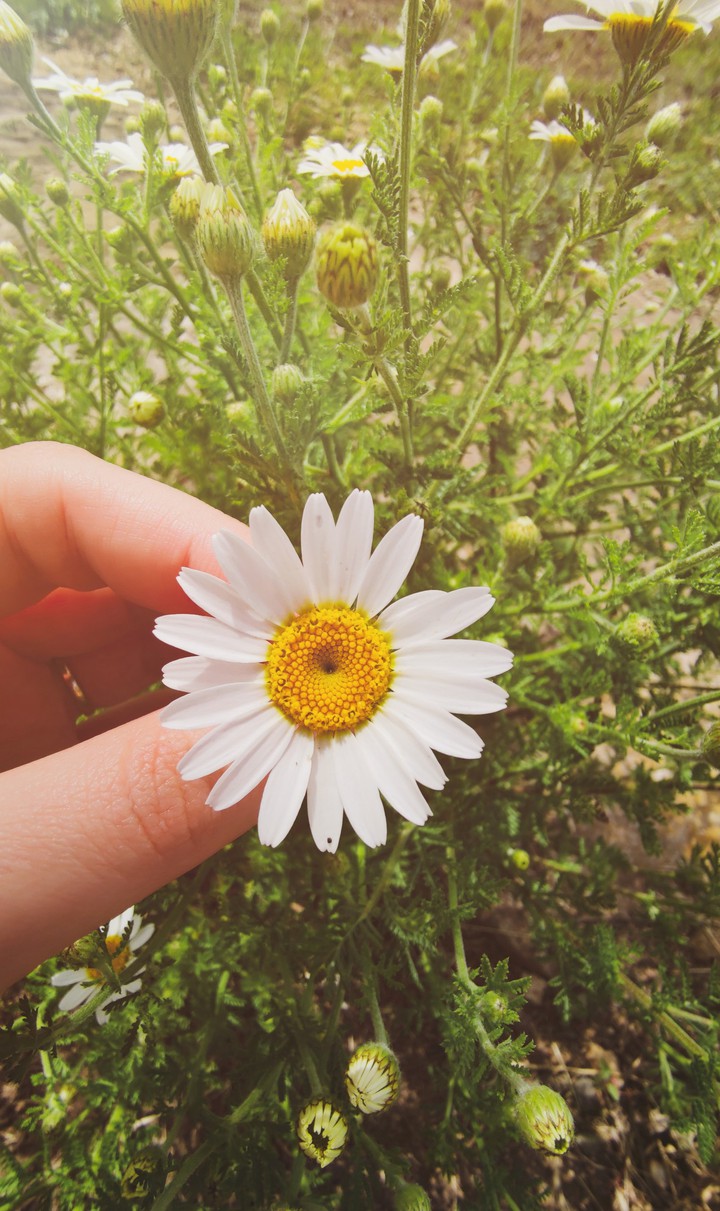 Chamomile