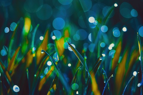 sedges, Close-up háttérképek