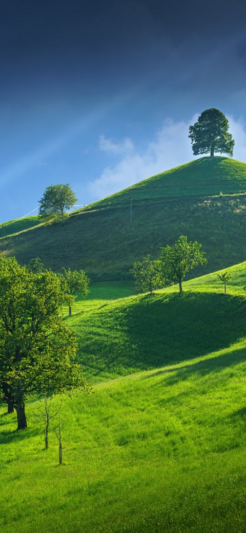 green, Field achtergronden