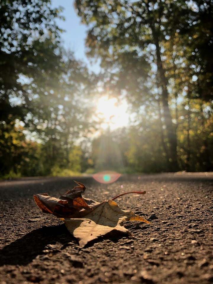 A leaf in the sun