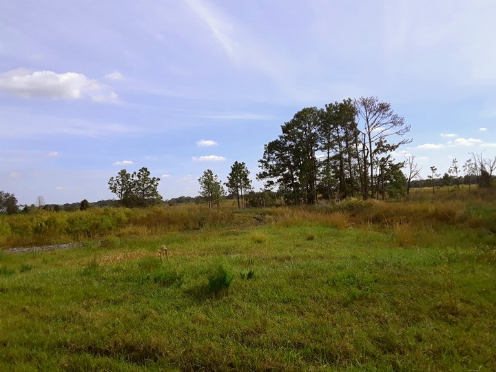 Grass