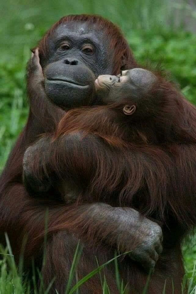 Gorilla