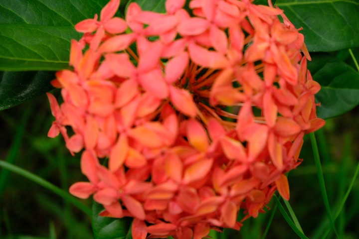 Flower