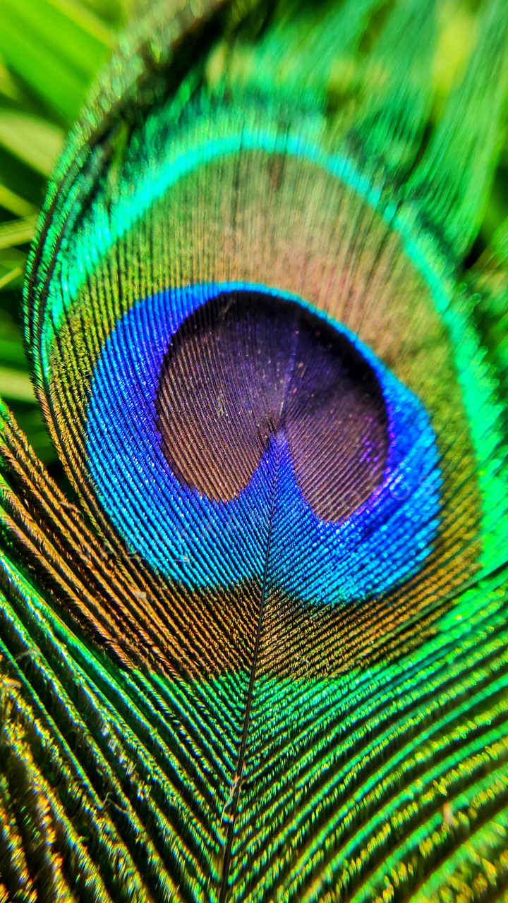 peacock feather