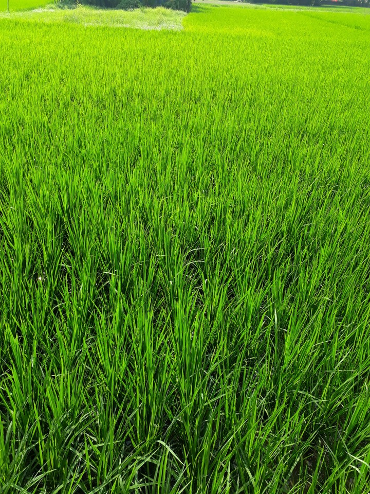 greenery