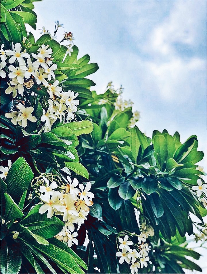 flower
