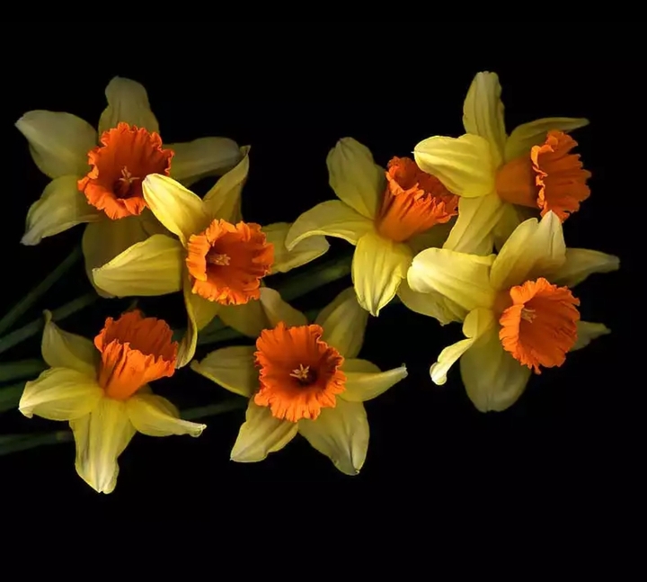 For Irada