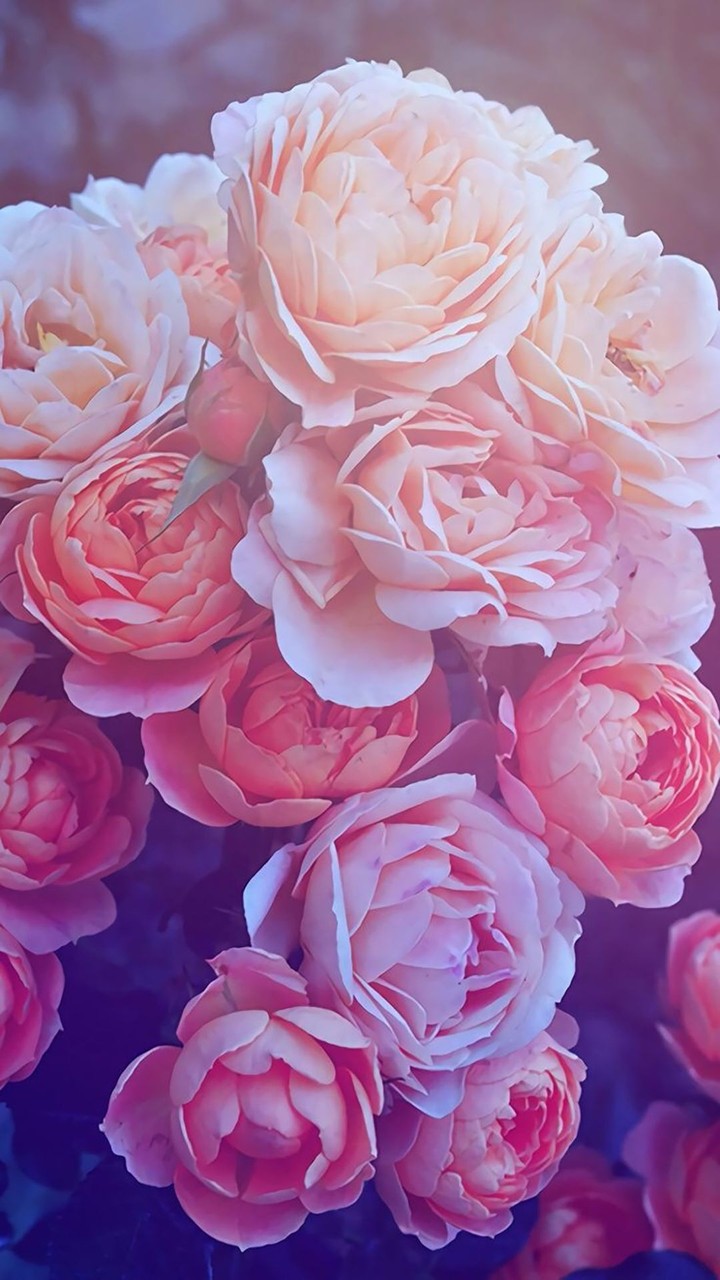 Rose.