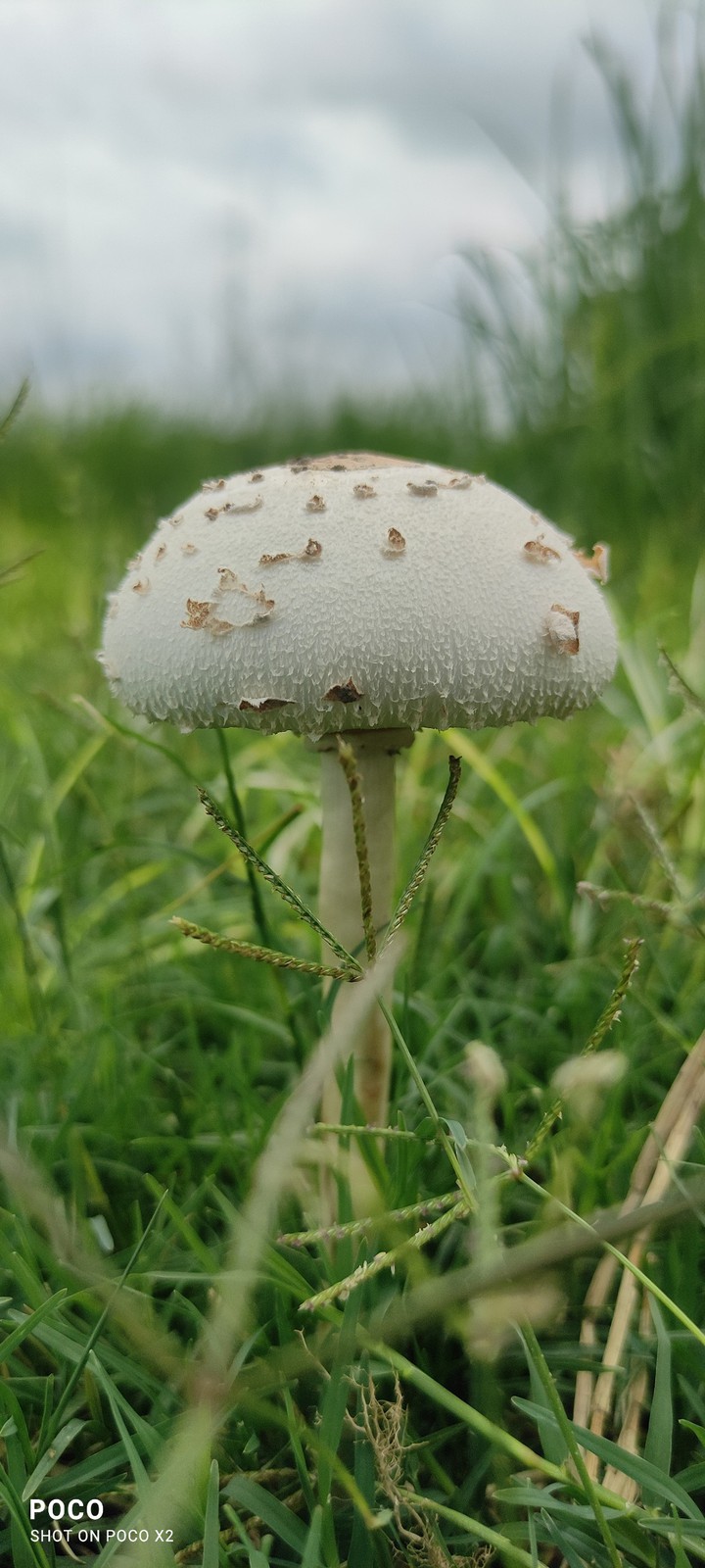mushroom