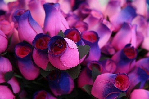 purple, flower वॉलपेपर
