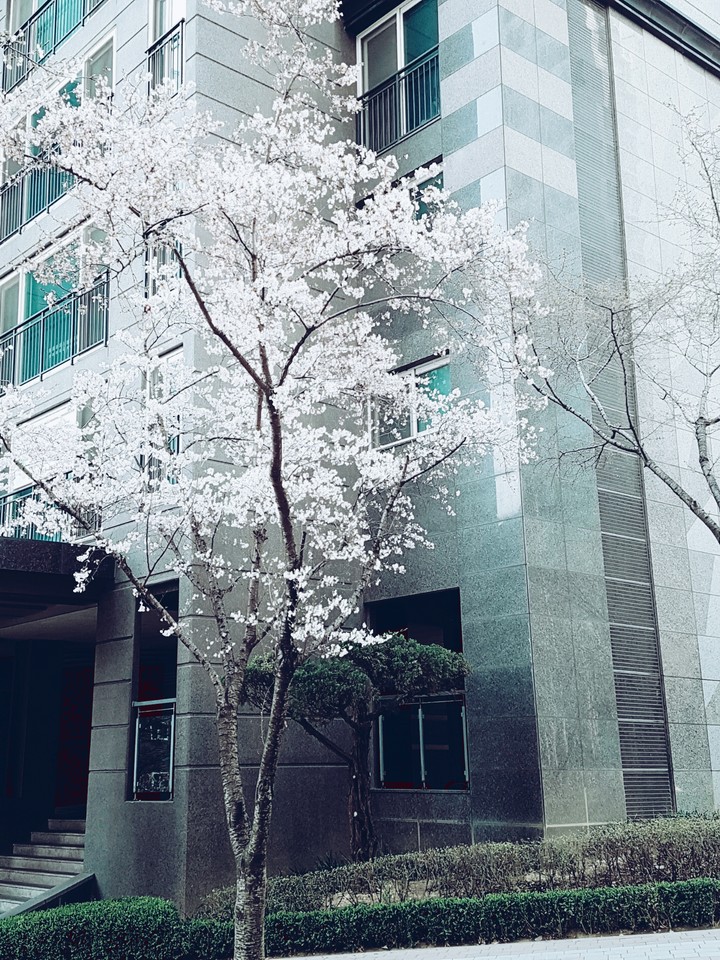 벚꽃