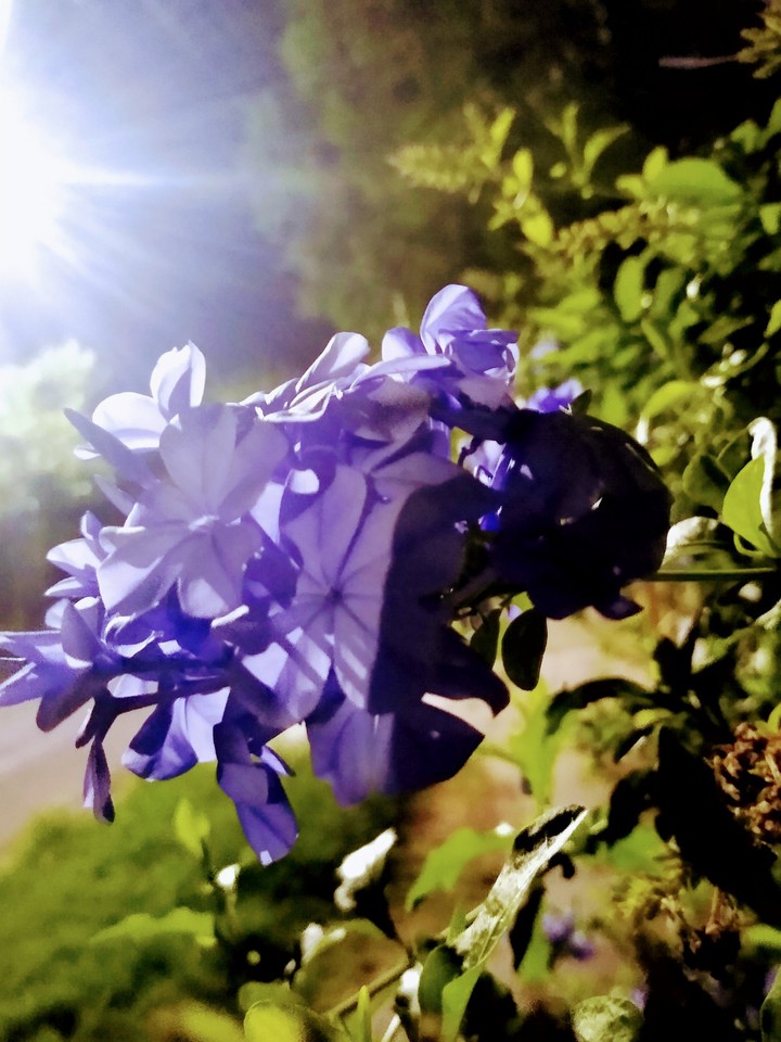 light