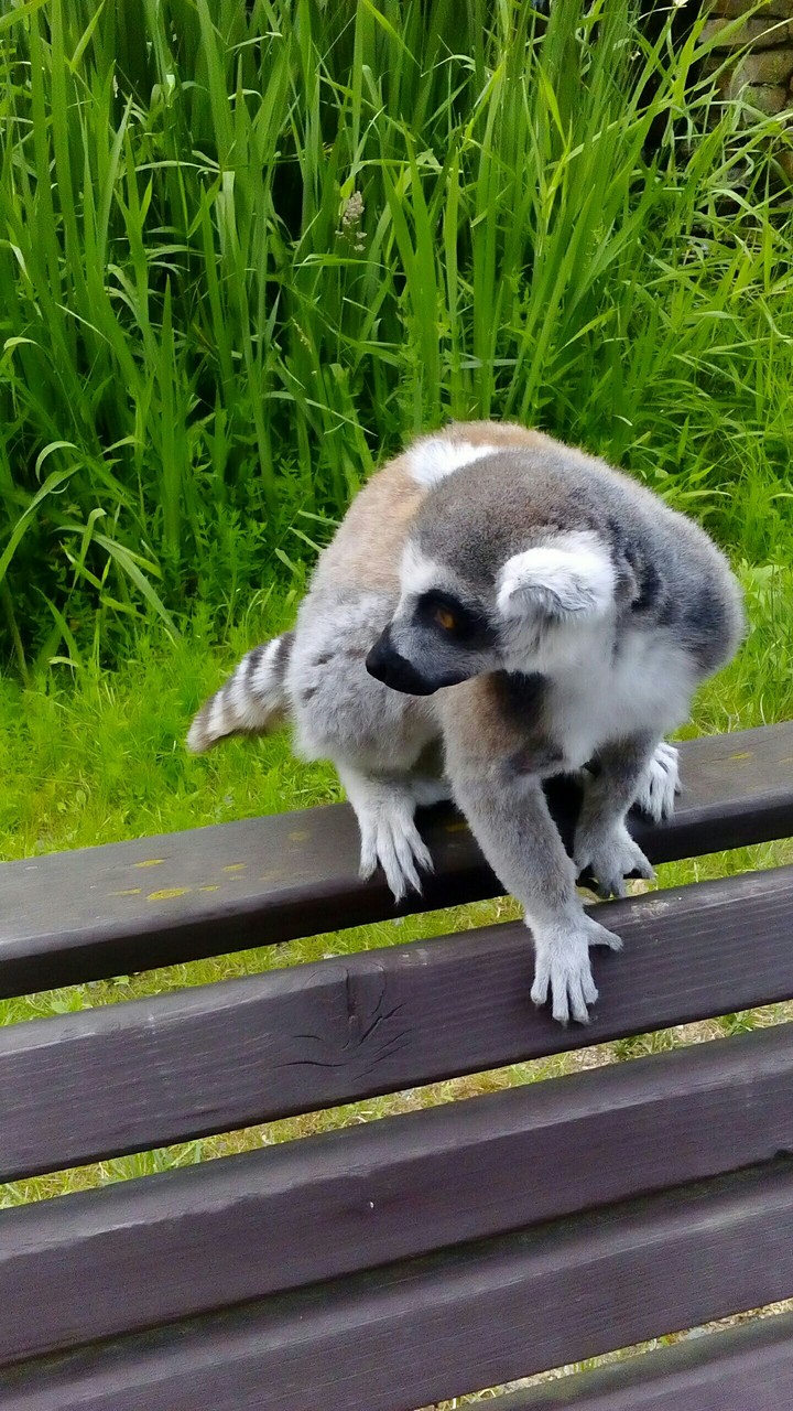 Lemur