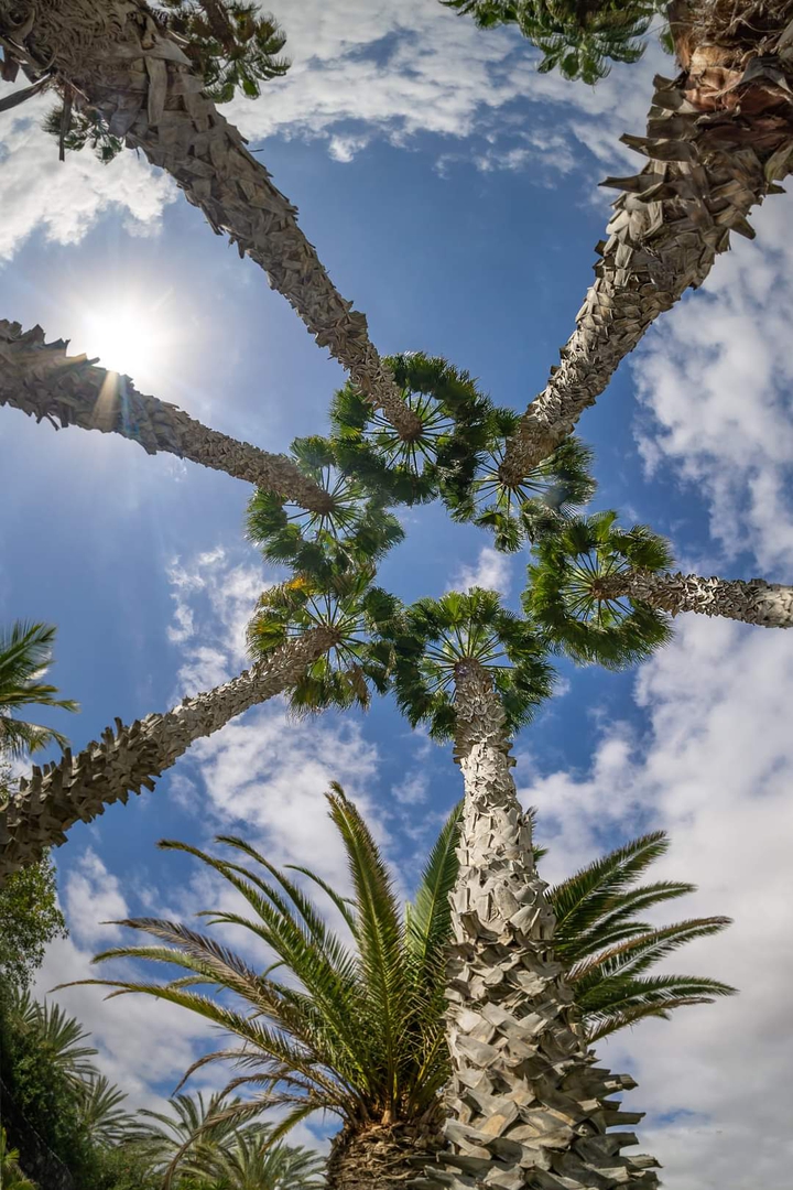 palm trees