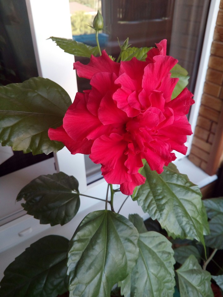 china rose, which flew only one day in year