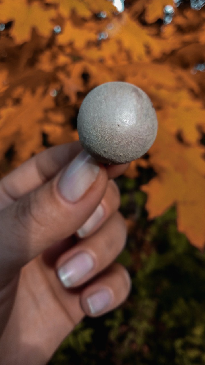Little mushroom