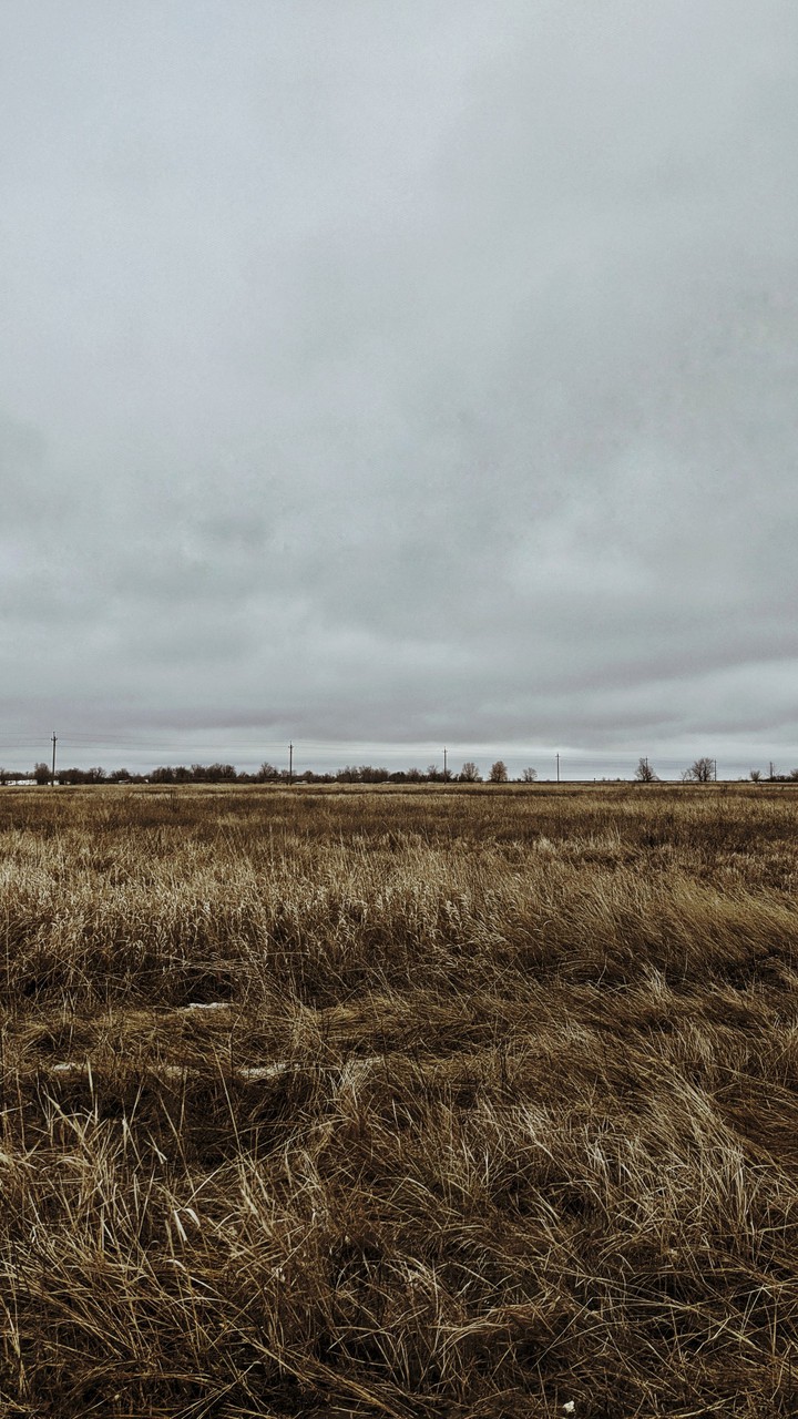 Field