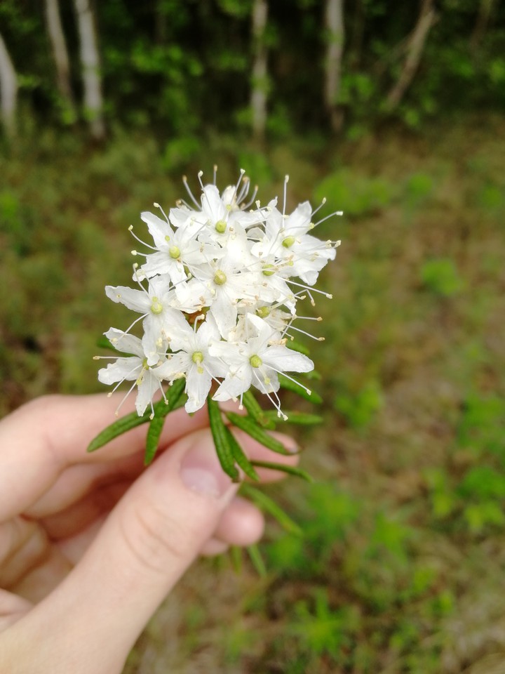багульник
