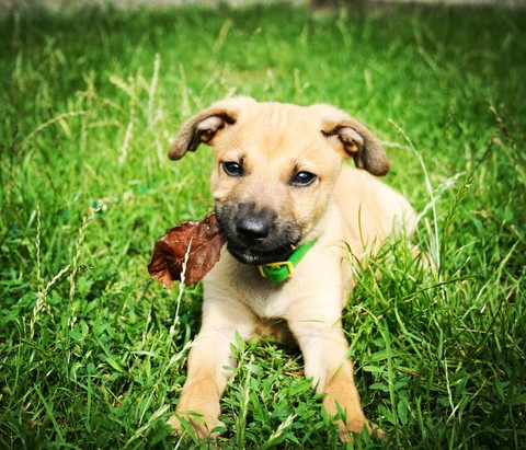 dog